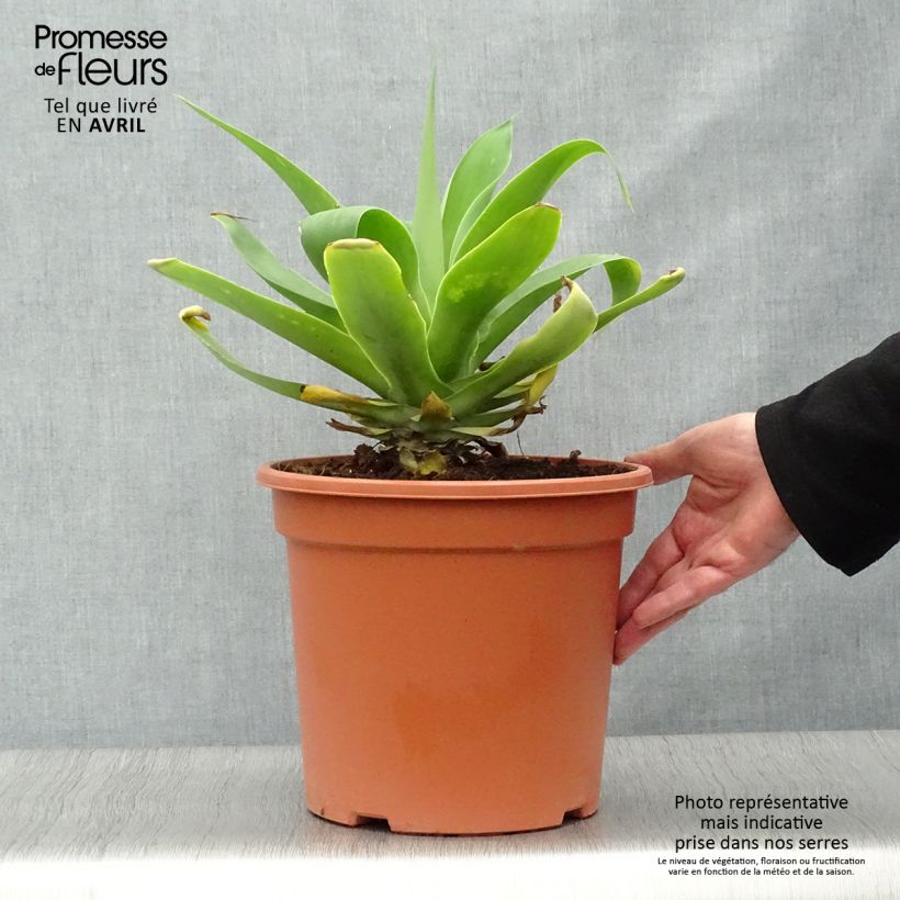 Example of Agave attenuata - Drachenbaum-Agave Topf mit 7,5L/10L as you get in printemps