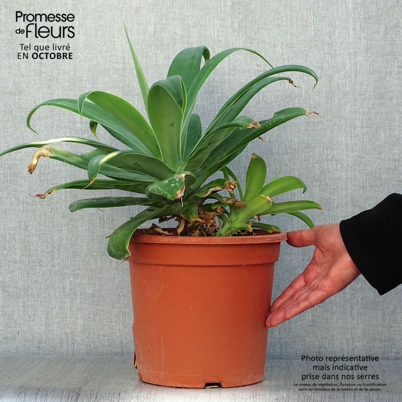 Exemplar von Agave attenuata - Drachenbaum-Agave Topf mit 7,5L/10L wie im Herbst geliefert