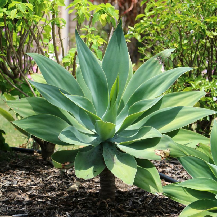 Agave attenuata - Drachenbaum-Agave (Plant habit)