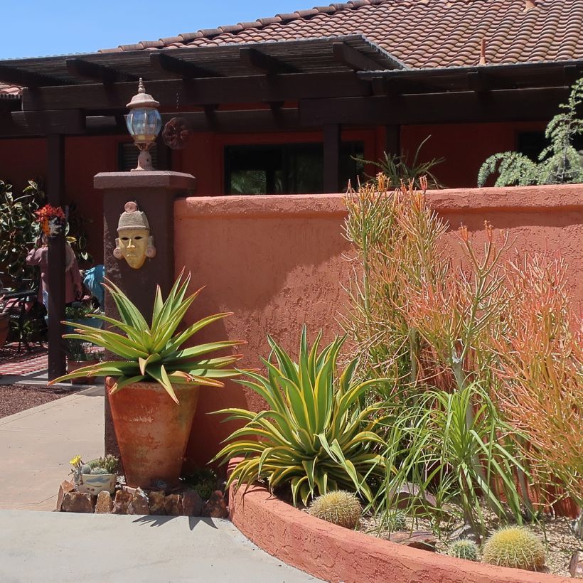 Agave desmetiana Variegata (Wuchs)