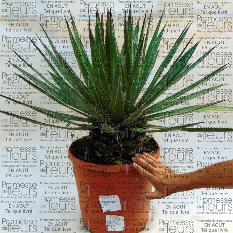 Example of Agave filifera Topf mit 18L/20L as you get