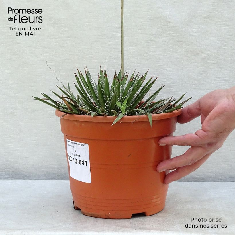 Example of Agave filifera Topf mit 1,5L/2L as you get in printemps