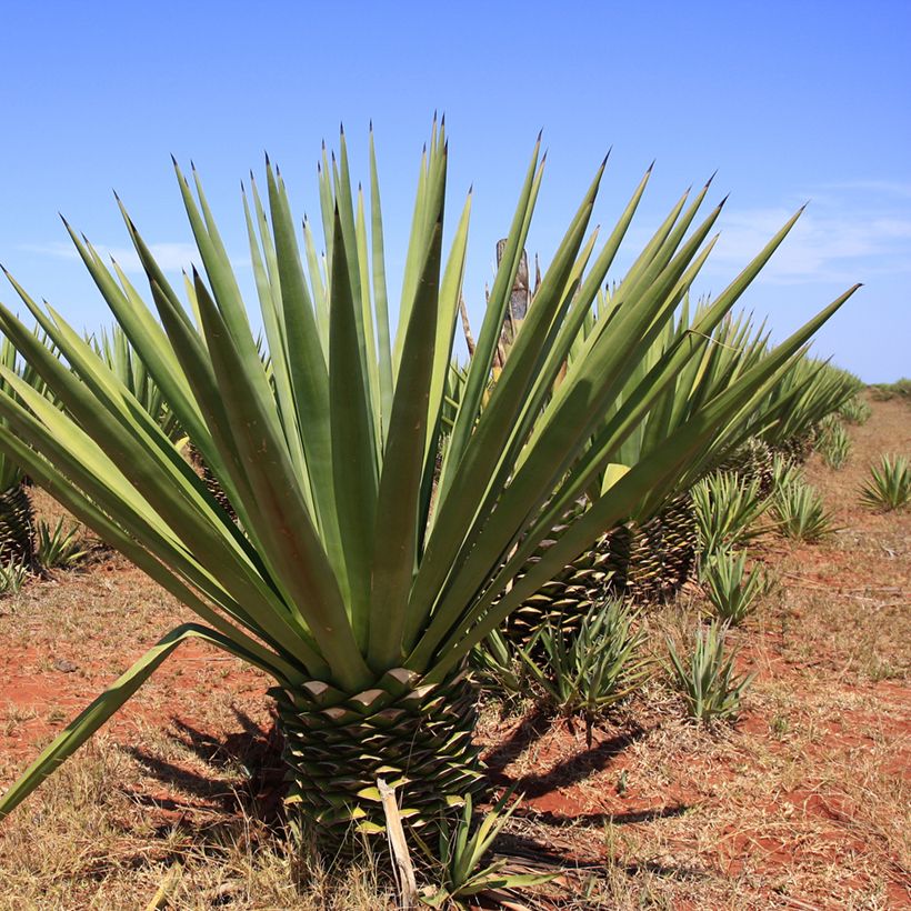 Agave fourcroydes (Plant habit)