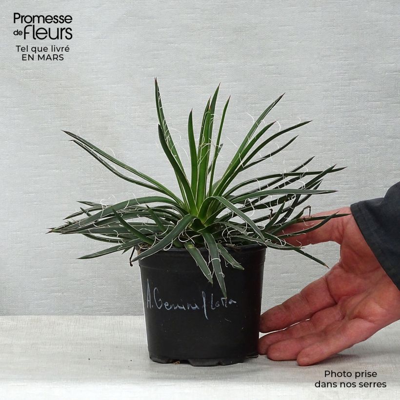 Example of Agave geminiflora Topf 12 cm / 13 cm as you get in printemps