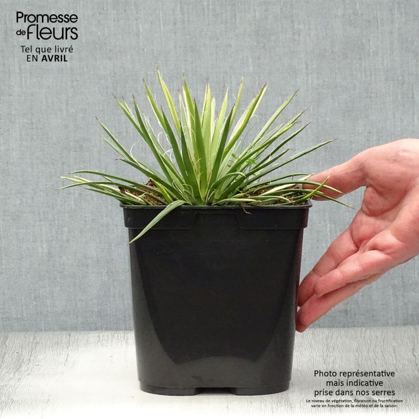 Example of Agave geminiflora Topf mit 2L/3L as you get in printemps