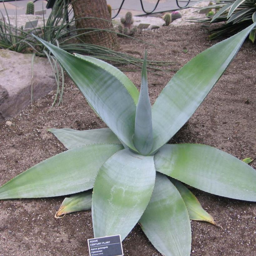 Agave guiengola (Wuchs)