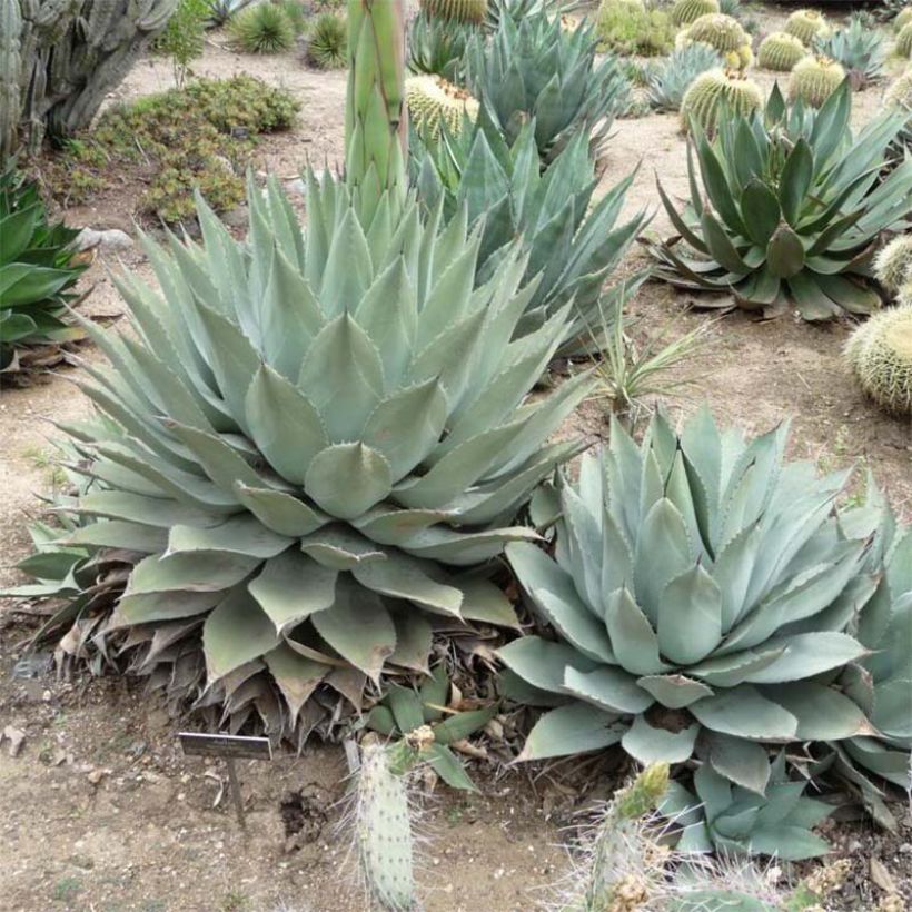 Agave havardiana (Wuchs)