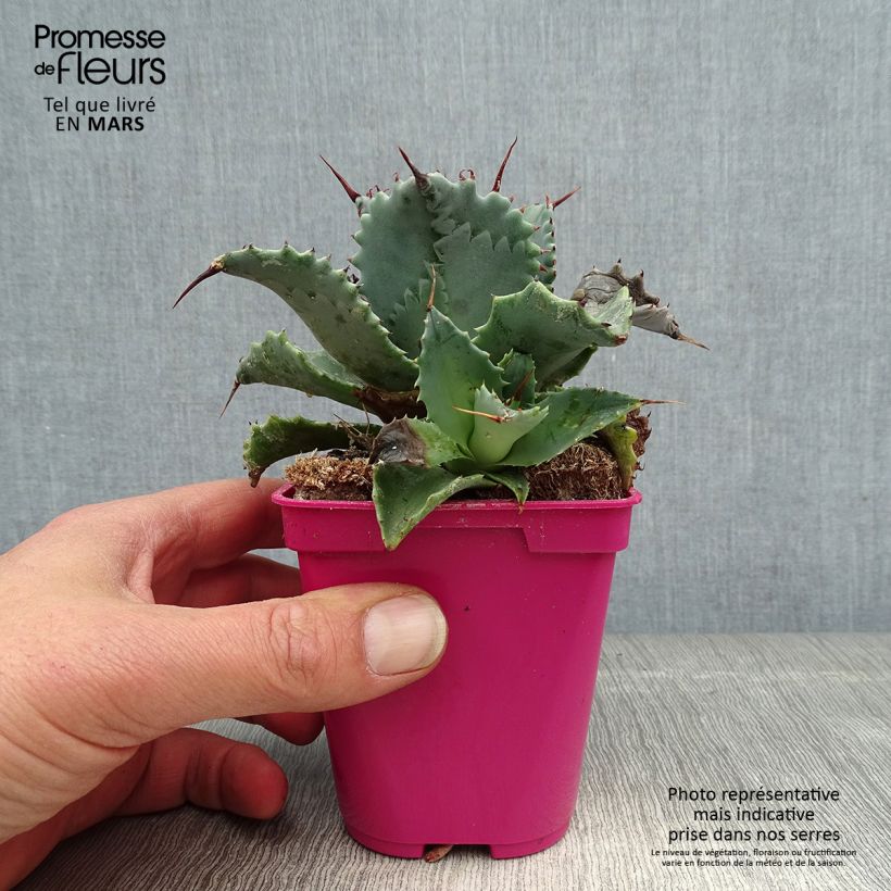 Exemplar von Agave isthmensis Topf 10 cm/11cm wie im Frühjahr geliefert