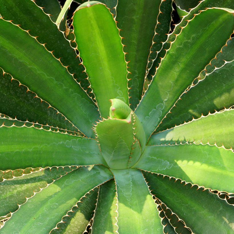 Agave lophantha (Foliage)