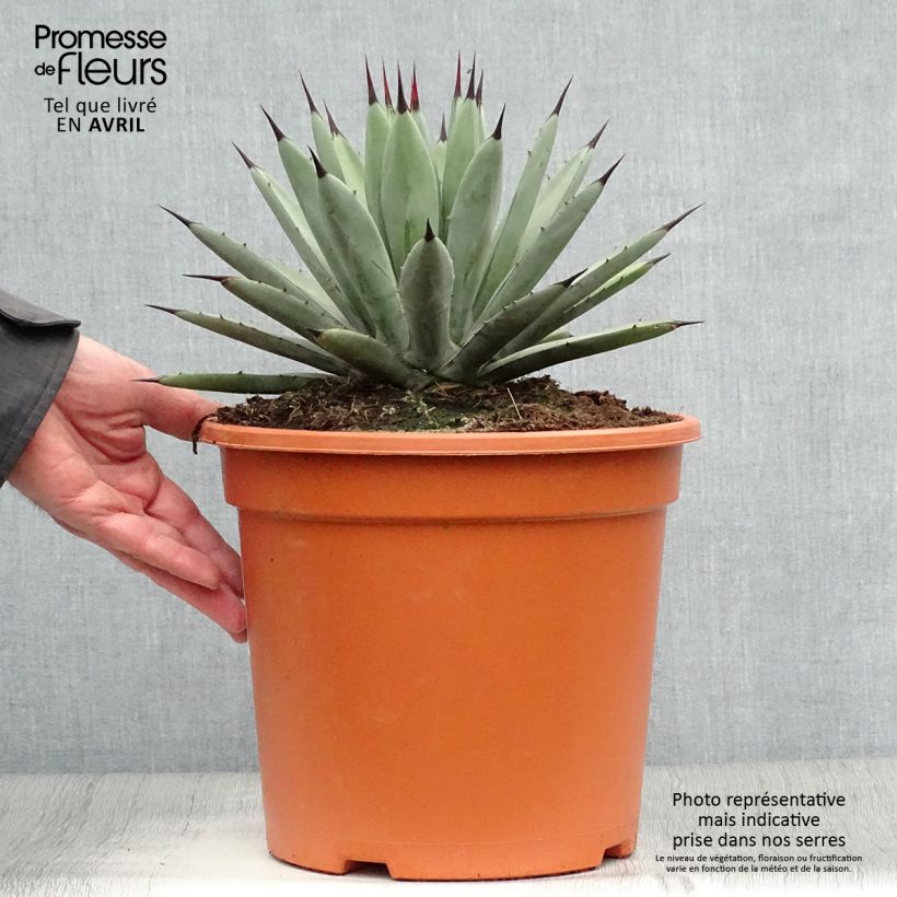 Example of Agave macroacantha Topf mit 7,5L/10L as you get in printemps