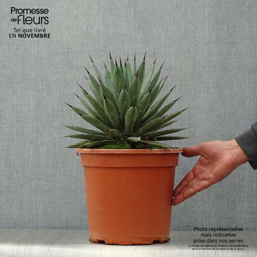 Exemplar von Agave macroacantha Topf mit 7,5L/10L wie im Herbst geliefert