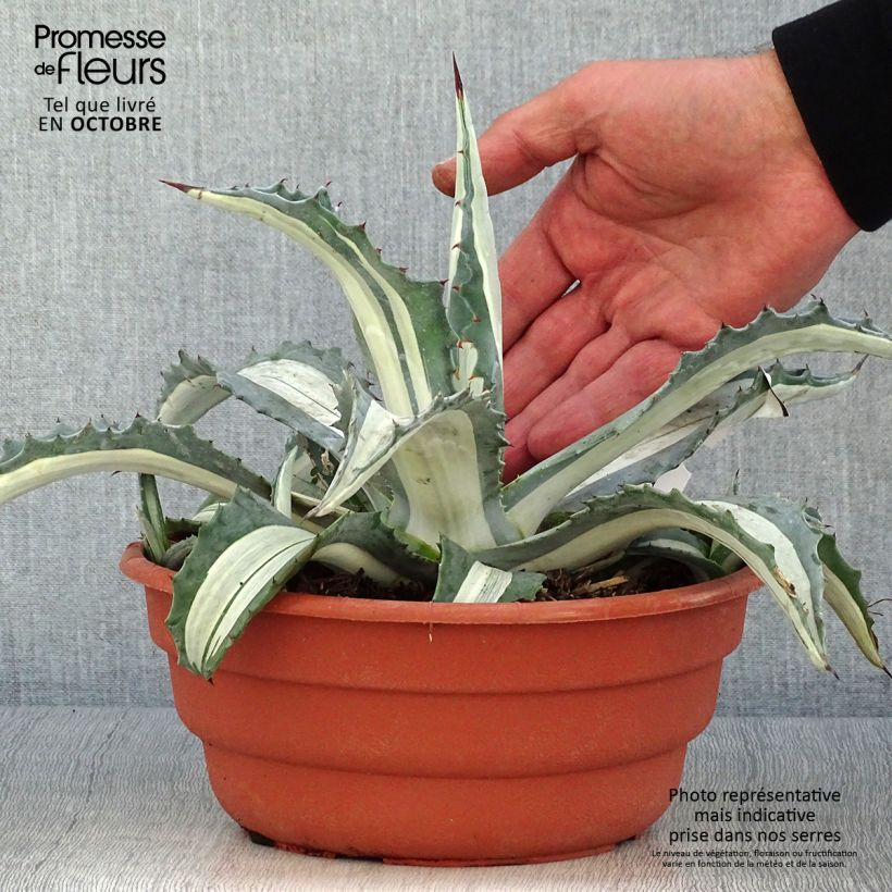 Exemplar von Agave americana mediopicta Alba - Amerikanische Agave Topf mit 2L/3L wie im Herbst geliefert