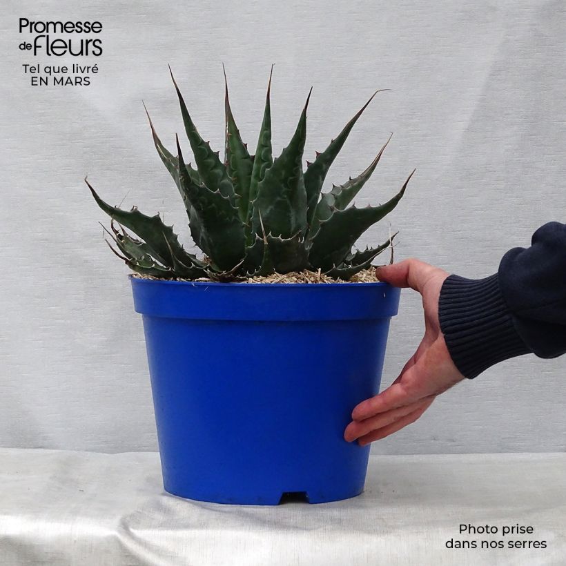 Example of Agave montana - Berg-Agave Topf mit 7,5L/10L as you get in printemps