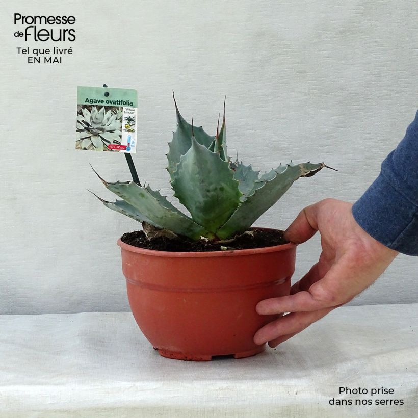 Example of Agave ovatifolia Topf mit 3L/4L as you get in printemps