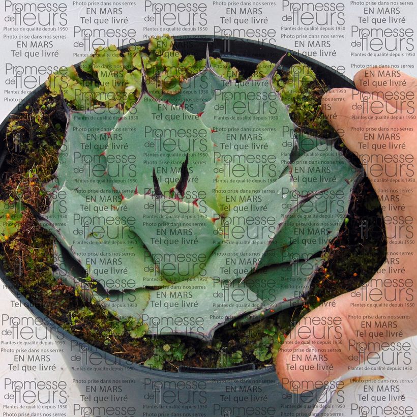 Example of Agave parryi var. huachucensis Topf mit 2L/3L as you get