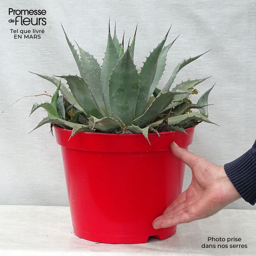 Exemplar von Agave parryi var. neomexicana Topf mit 7,5L/10L wie im Frühjahr geliefert
