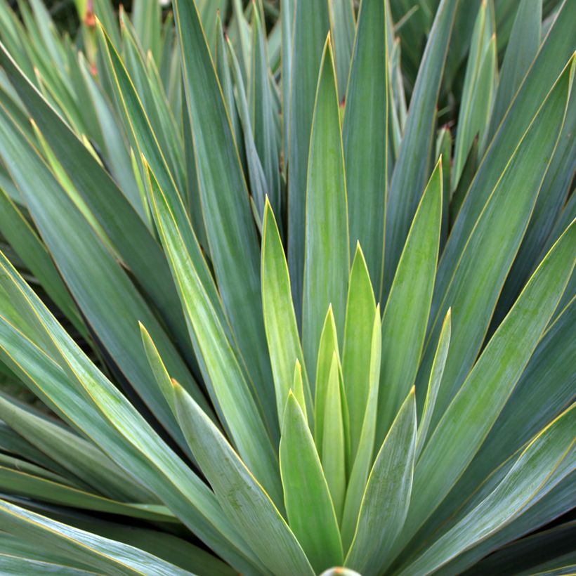 Agave sisalana - Sisal-Agave (Foliage)