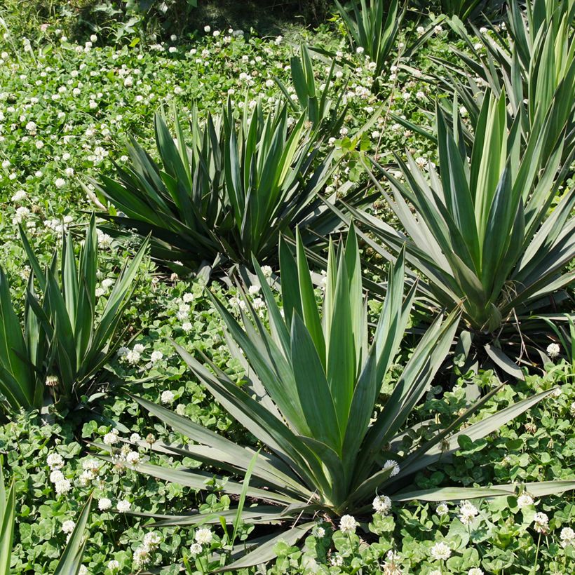 Agave sisalana - Sisal-Agave (Plant habit)