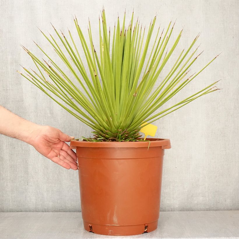 Exemplar von Agave stricta Topf mit 12L/15L wie im Frühjahr geliefert