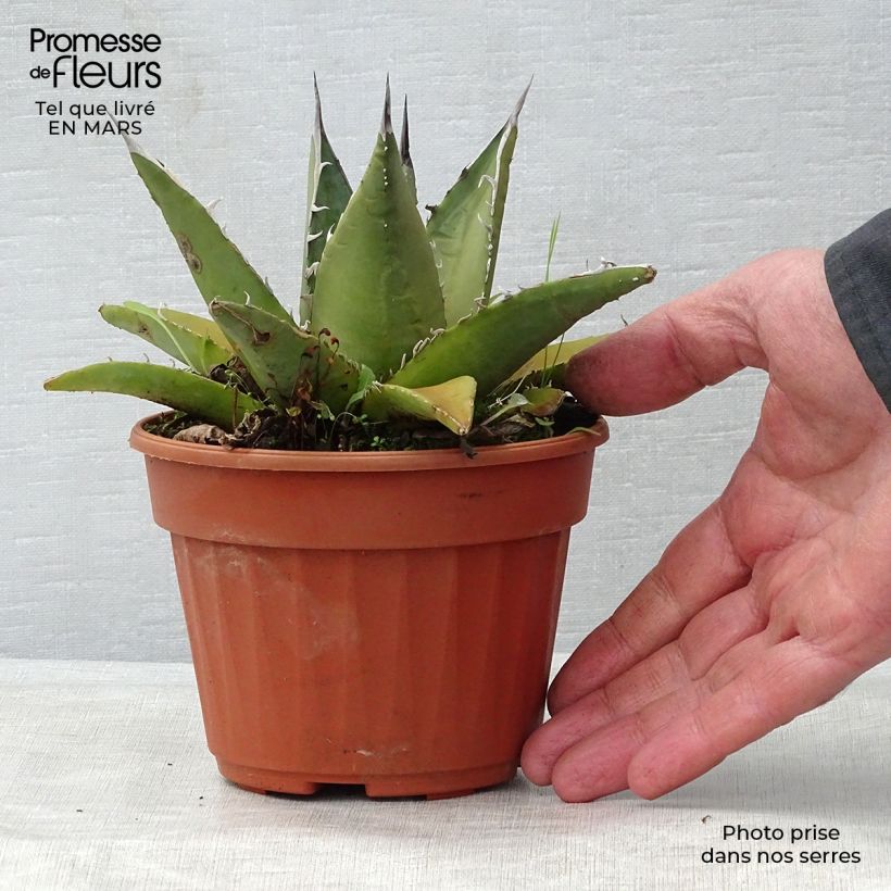 Example of Agave titanota Topf 12 cm / 13 cm as you get in printemps