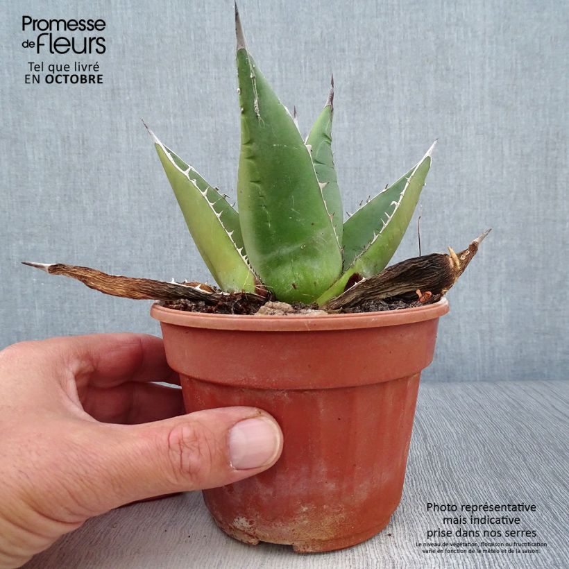 Exemplar von Agave titanota Pot de 12 cm / 13 cm wie im Herbst geliefert