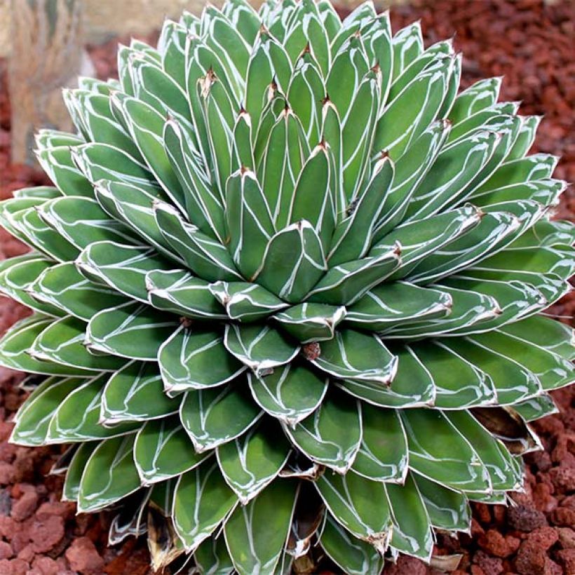 Agave victoriae-reginae - Königin-Victoria-Agave (Wuchs)