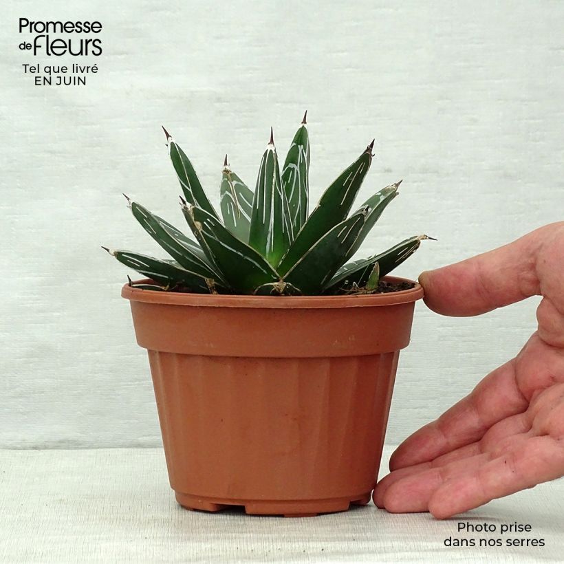 Exemplar von Agave victoriae-reginae - Königin-Victoria-Agave Topf 12 cm / 13 cm wie im Sommer geliefert