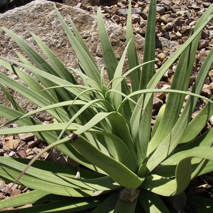 Agave bracteosa (Laub)
