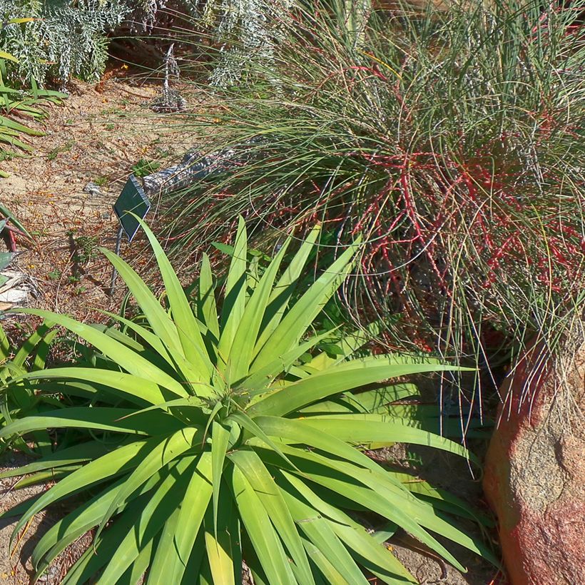 Agave bracteosa (Wuchs)