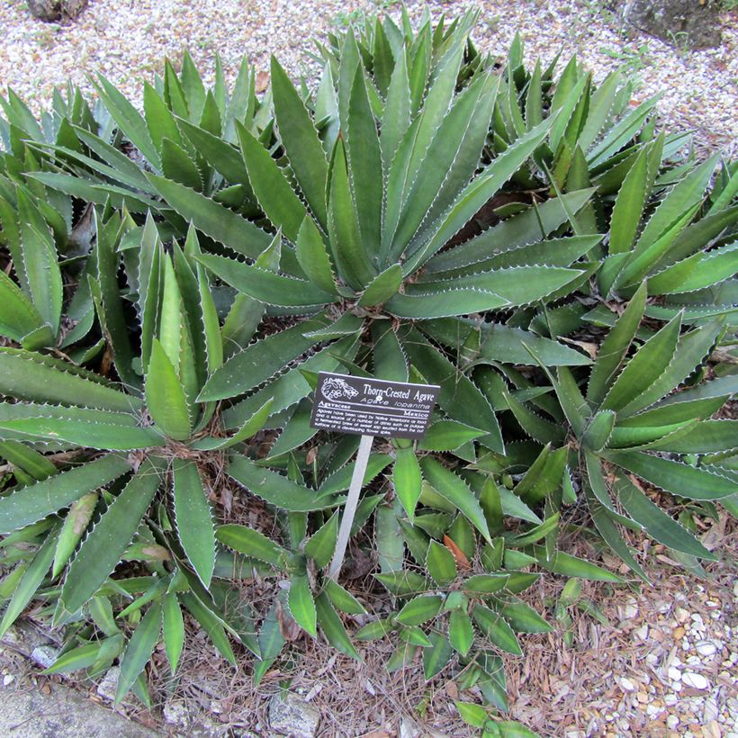Agave lophantha (Plant habit)