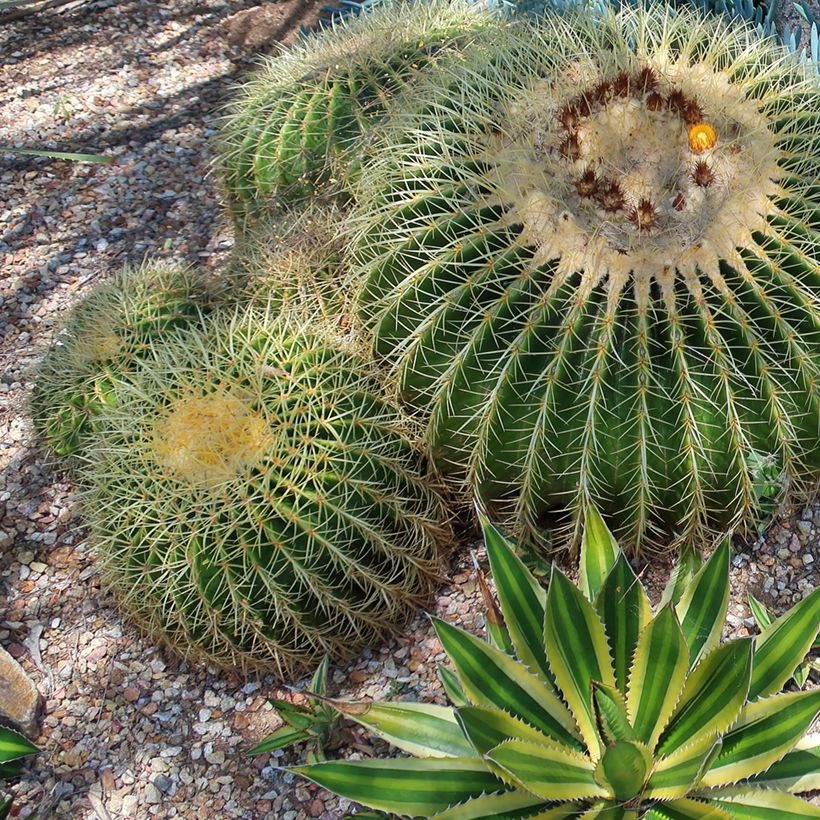 Agave lophantha Quadricolor (Wuchs)