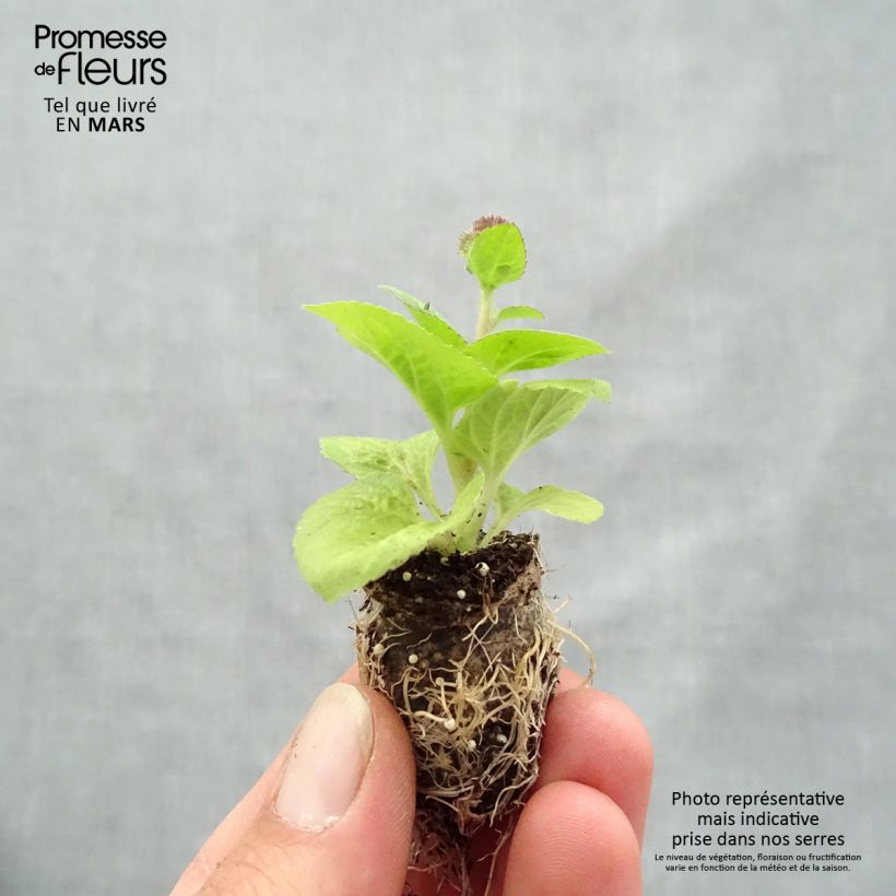 Example of Ageratum Cushion Violet - Leberbalsam Mini-Plug Ø 1,5/2,5 cm as you get in printemps