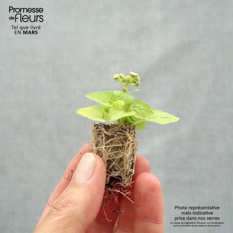 Exemplar von Ageratum Cushion White - Leberbalsam Mini-Plug Ø 1,5/2,5 cm wie im Frühjahr geliefert