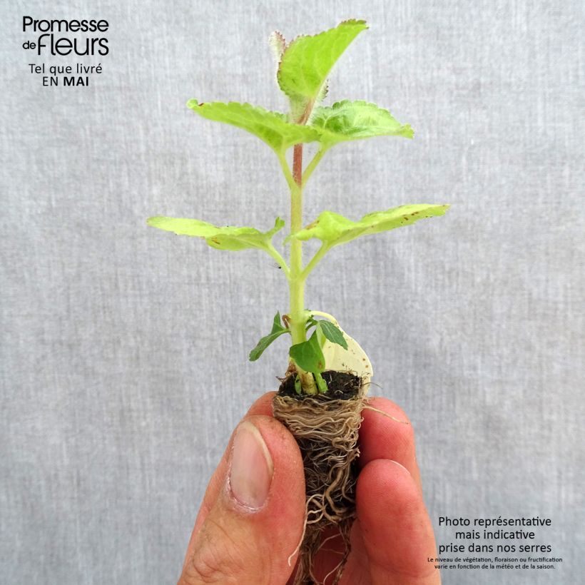 Exemplar von Ageratum City Blue - Leberbalsam Mini-Plug Ø 3/4 cm wie im Frühjahr geliefert