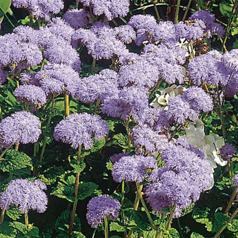 Ageratum City Blue - Leberbalsam (Blüte)