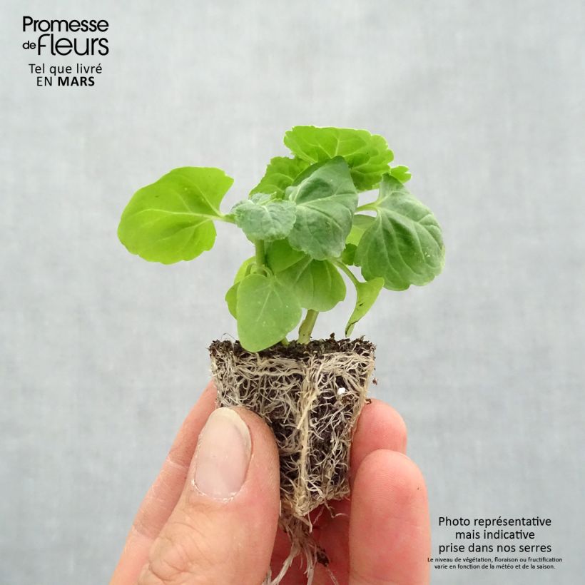 Exemplar von Ageratum Packstar Blue - Leberbalsam Jardi-Plug: Wurzelballen 3,8 cm x 3,2 cm in Anzuchtplatte à 15 Stück. wie im Frühjahr geliefert