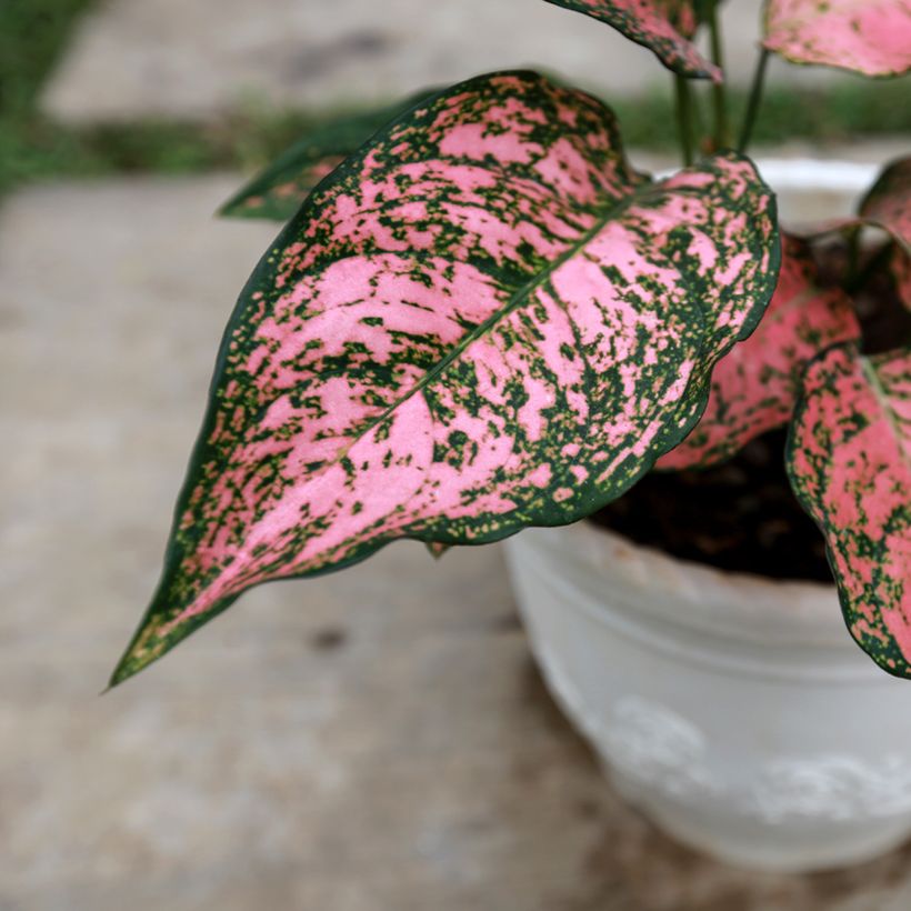 Aglaonema Red Valentine - Kolbenfaden (Laub)