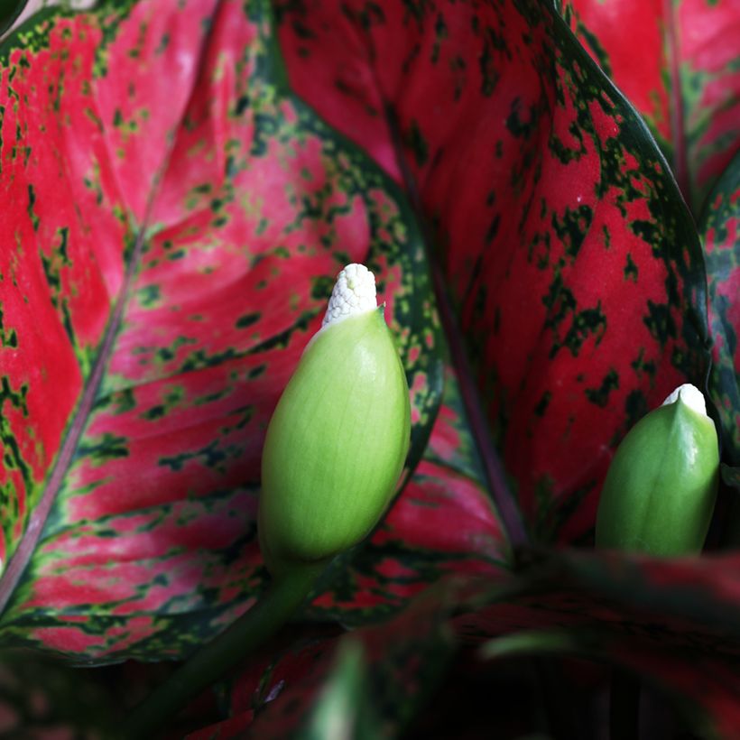 Aglaonema Red Valentine - Kolbenfaden (Blüte)