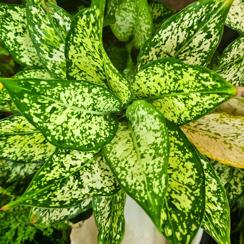 Aglaonema Snowflake - Kolbenfaden (Laub)