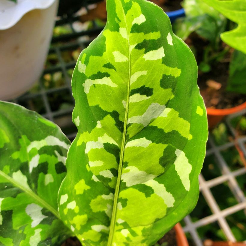 Aglaonema pictum Tricolor - Kolbenfaden (Laub)