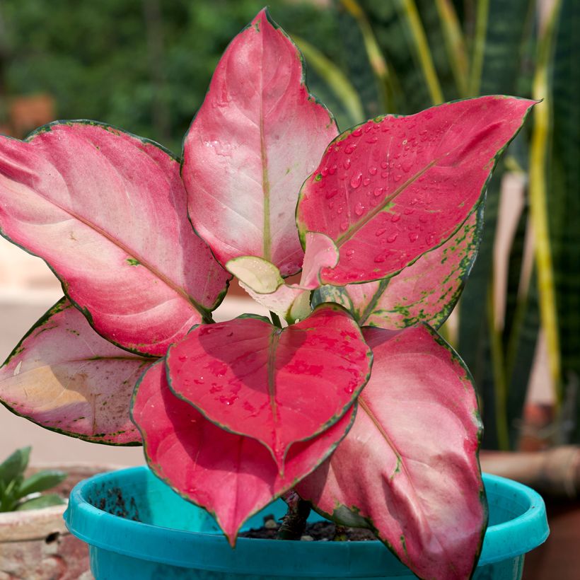 Aglaonema Red Zircon (Laub)