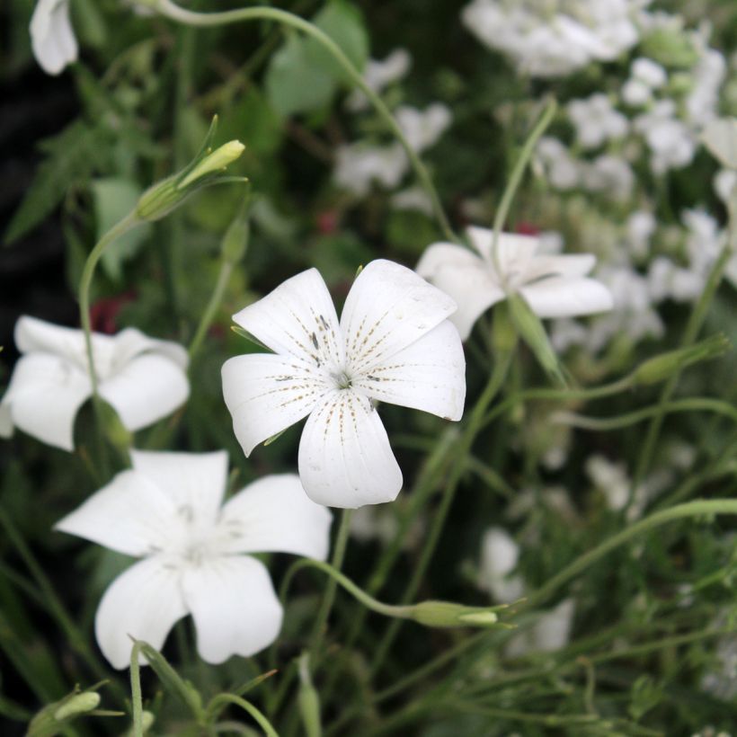 Agrostemma githago Ocean Pearl (Samen) - Gewöhnliche Kornrade (Blüte)