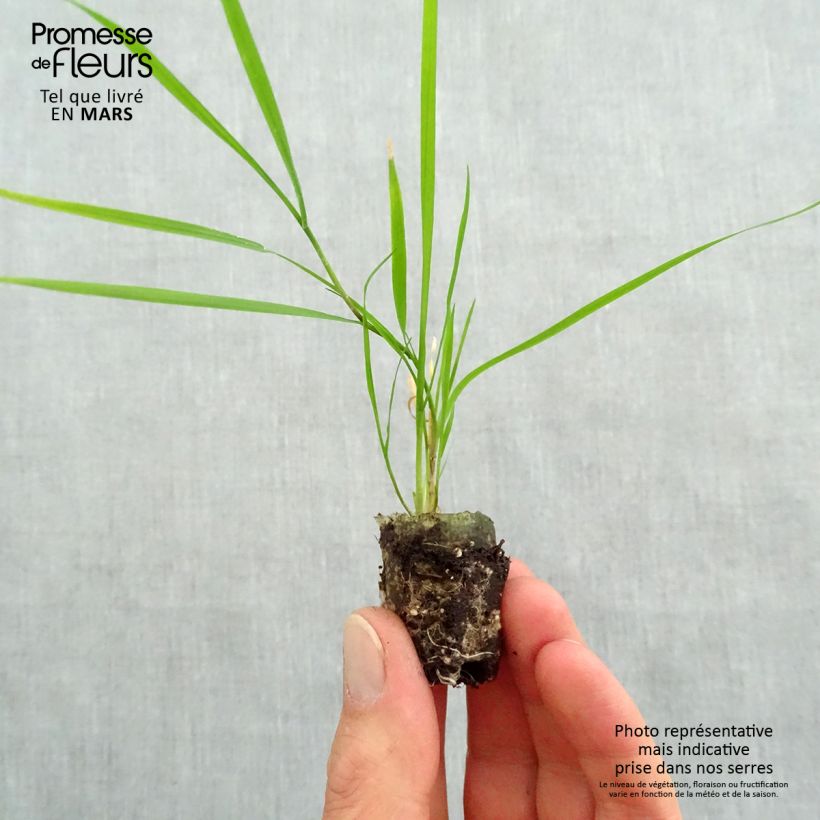 Exemplar von Agrostis stolonifera Bamboo Grass Green Twist - Weißes Straußgras Mini-Plug Ø 1,5/2,5 cm wie im Frühjahr geliefert