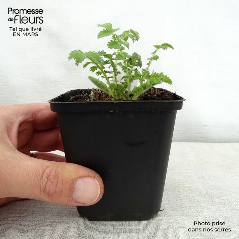 Example of Agrimonia eupatoria - Gemeiner Odermennig Kleine Töpfe von 8/9 cm as you get in printemps