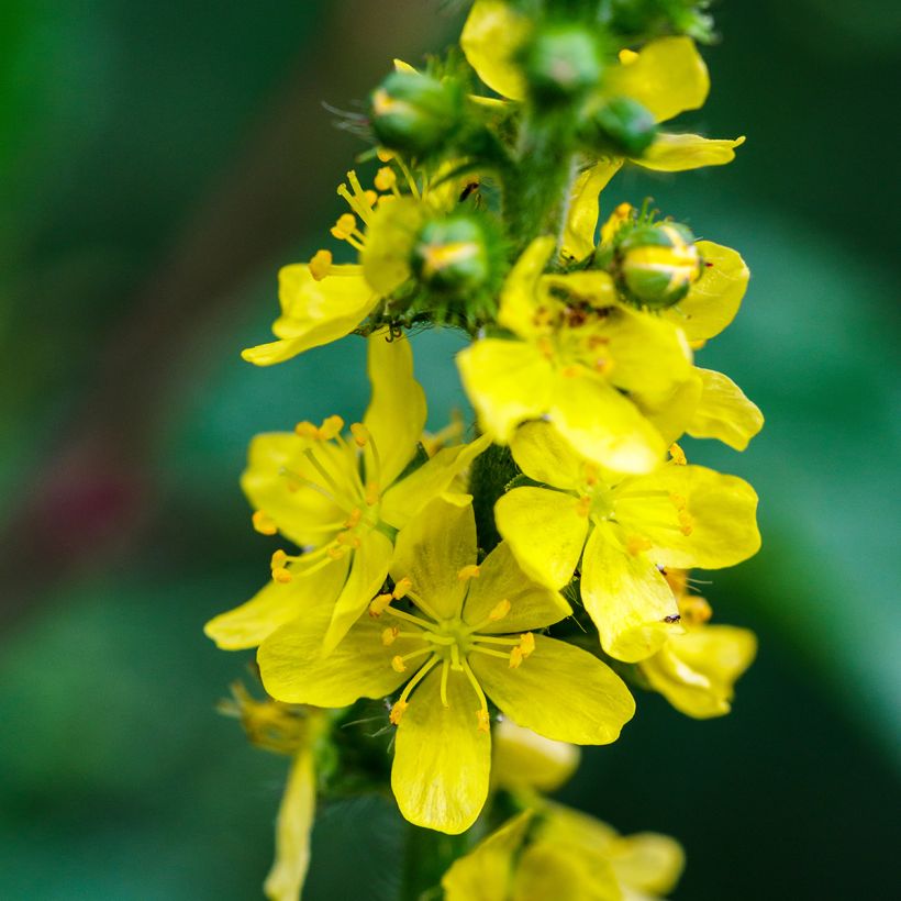 Agrimonia eupatoria - Gemeiner Odermennig (Flowering)