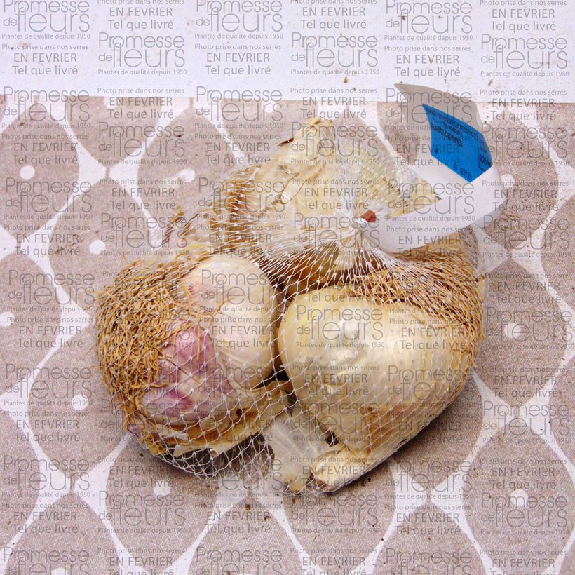 Beispiel eines Exemplars von Knoblauch Printanor Stück Kaliber/Größe 45/+ mm wie geliefert