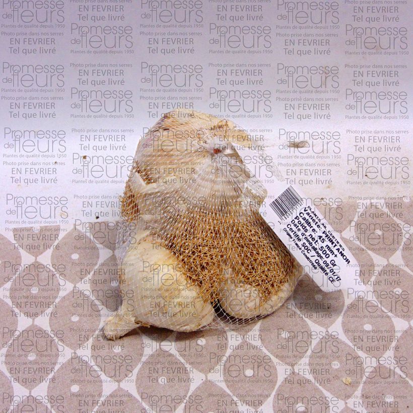 Beispiel eines Exemplars von Knoblauch Printanor Stück Kaliber/Größe 45/+ mm wie geliefert