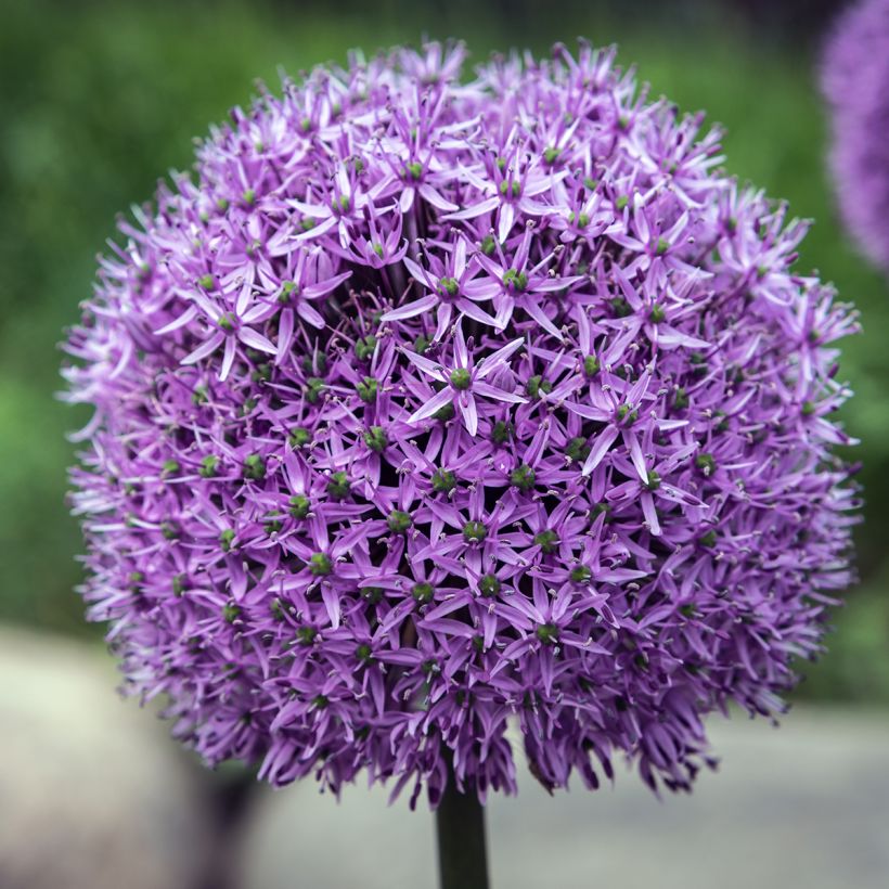 Allium Gladiator - Zierlauch (Flowering)