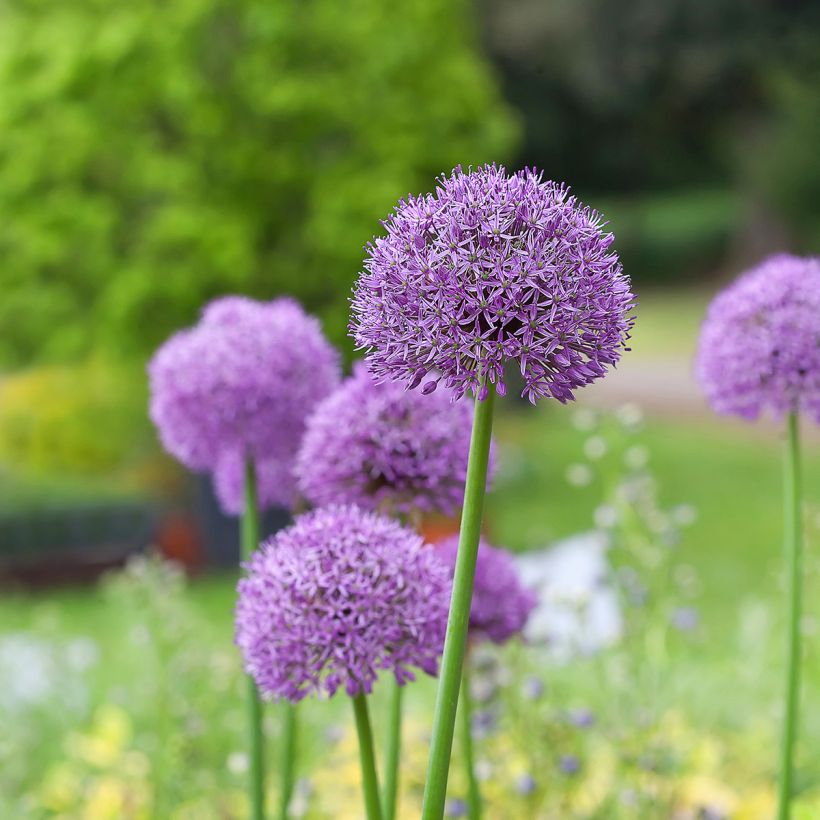 Allium Gladiator - Zierlauch (Plant habit)