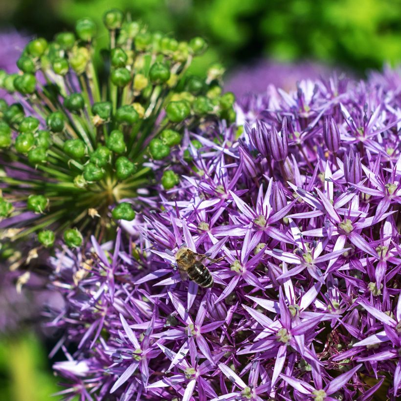 Allium Globemaster - Zierlauch (Flowering)